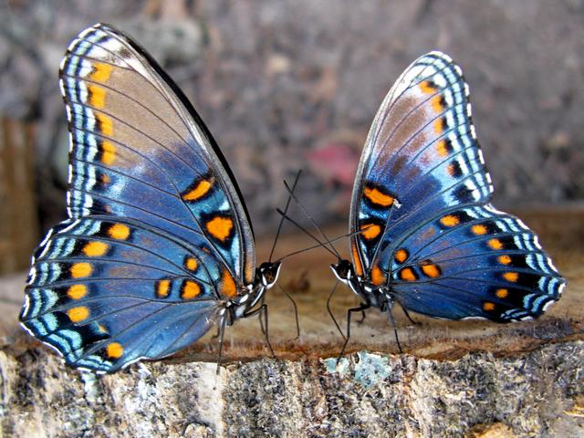 Все о бабочках в Пскове | ЗооТом портал о животных