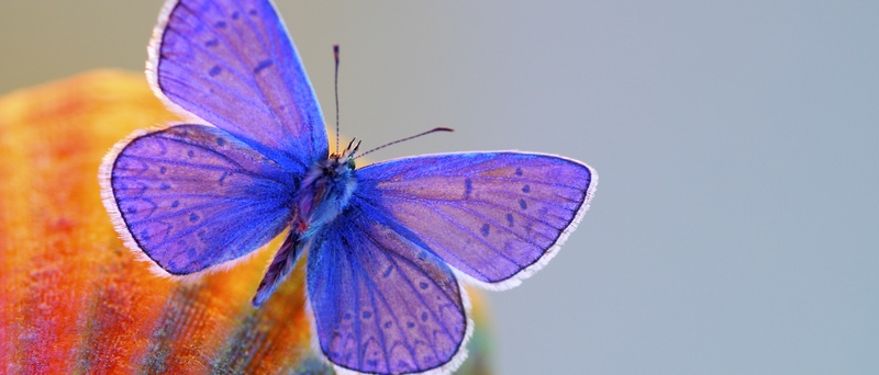 Все о бабочках в Пскове | ЗооТом портал о животных