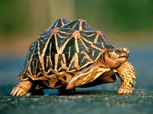 Все о черепахах в Пскове | ЗооТом портал о животных