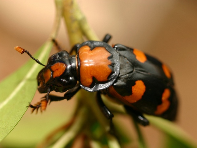 Все о жуках в Пскове | ЗооТом портал о животных