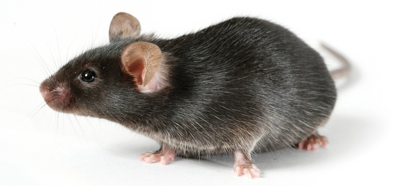 Все о крысах в Пскове | ЗооТом портал о животных