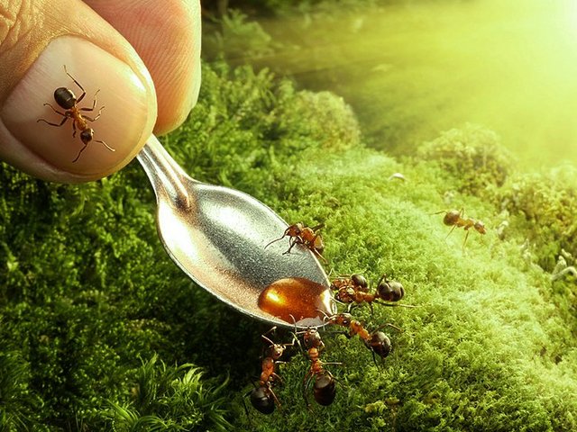 Все о муравьях в Пскове | ЗооТом портал о животных