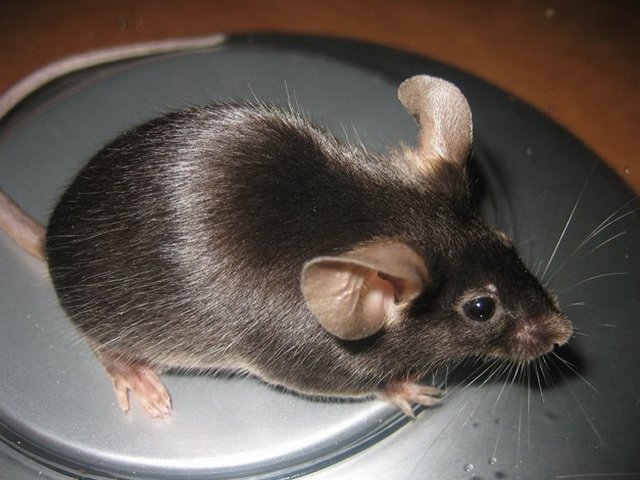 Все о мышах в Пскове | ЗооТом - продажа, вязка и услуги для животных в Пскове