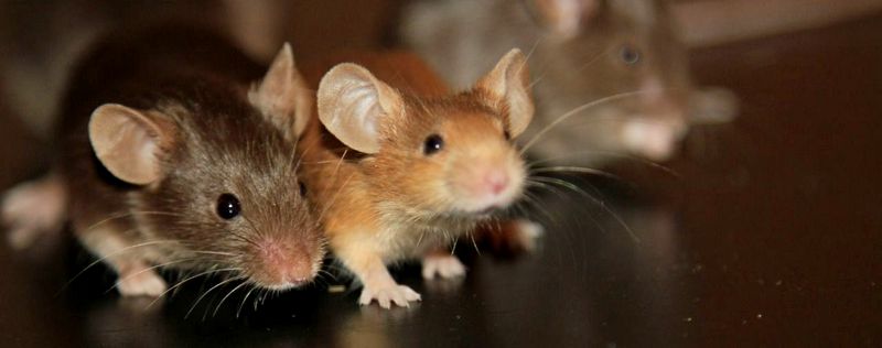 Все о мышах в Пскове | ЗооТом - продажа, вязка и услуги для животных в Пскове