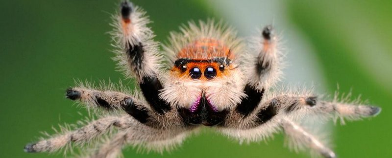 Все о пауках в Пскове | ЗооТом портал о животных