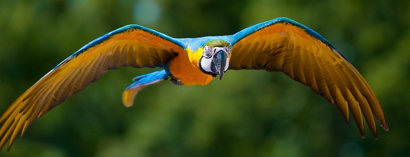 Все о попугаях в Пскове | ЗооТом портал о животных
