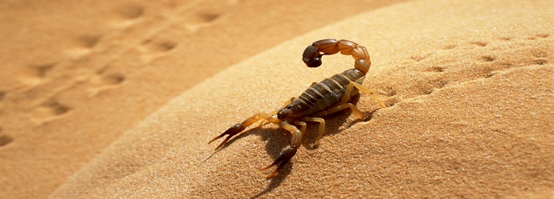 Все о скорпионах в Пскове | ЗооТом портал о животных