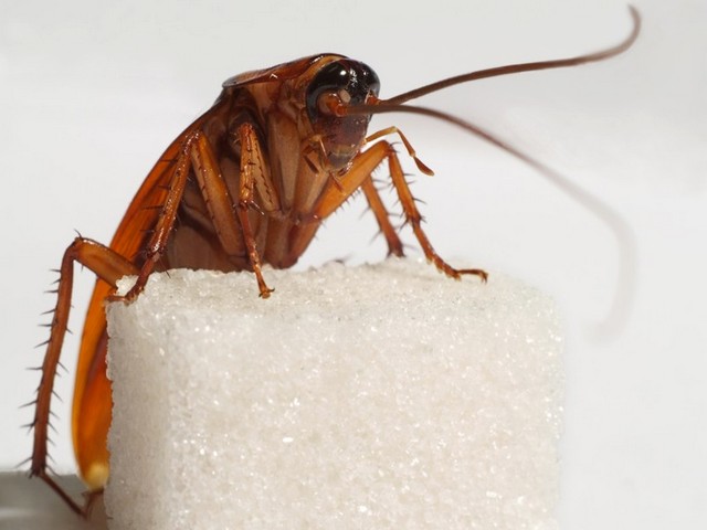 Все о тараканах в Пскове | ЗооТом портал о животных