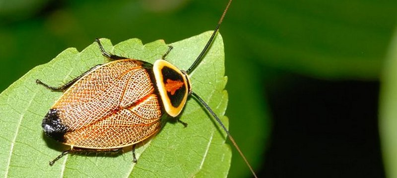 Все о тараканах в Пскове | ЗооТом портал о животных