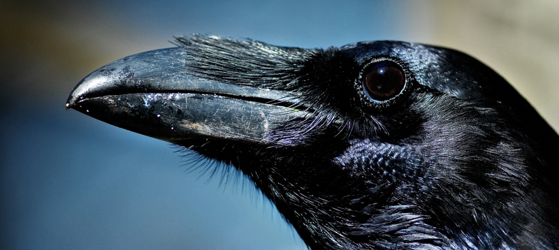 Все о воронах в Пскове | ЗооТом портал о животных