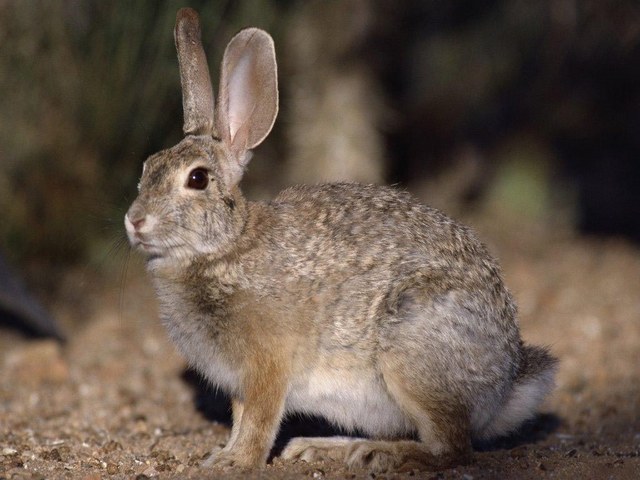 Все о зайцах | ЗооТом - продажа, вязка и услуги для животных в Пскове