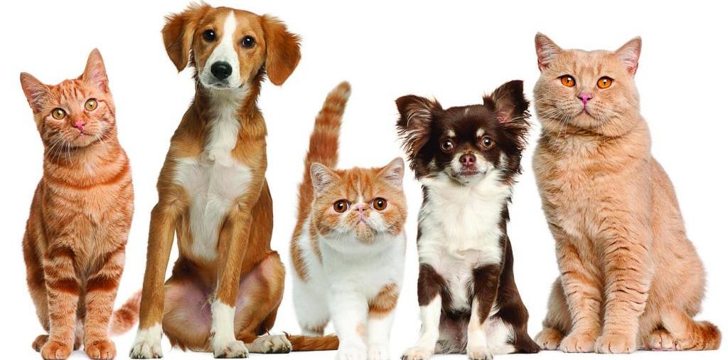 Доска объявлений о животных | ЗооТом - продажа, вязка и услуги для животных в Пскове