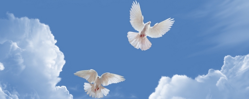 Все о голубях | ЗооТом - продажа, вязка и услуги для животных в Пскове