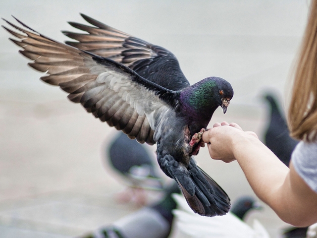 Все о голубях | ЗооТом - продажа, вязка и услуги для животных в Пскове