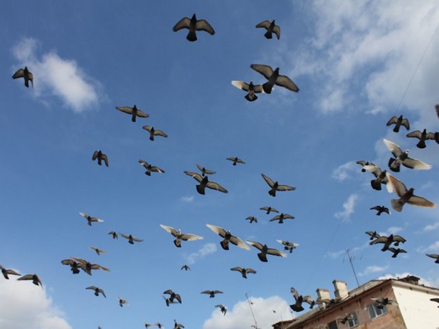 Голуби над городом | ЗооТом - продажа, вязка и услуги для животных в Пскове