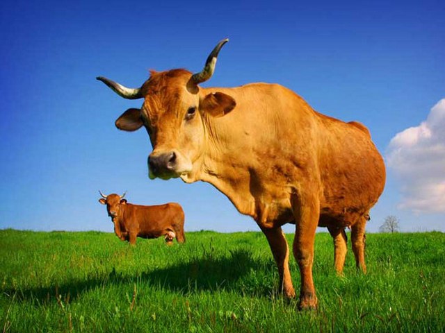 Все о коровах в Пскове | ЗооТом портал о животных