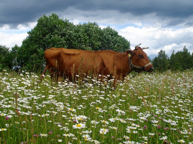 Все о коровах в Пскове | ЗооТом портал о животных