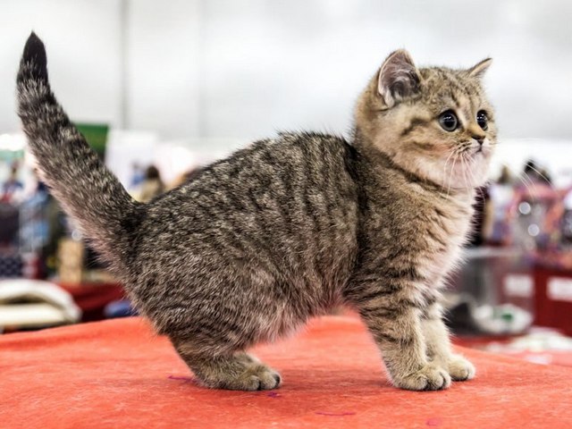 Породы кошек в Пскове | ЗооТом портал о животных