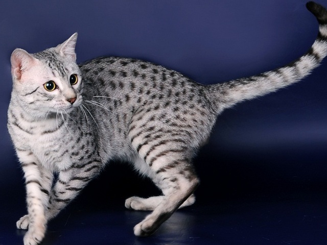 Породы кошек в Пскове | ЗооТом портал о животных