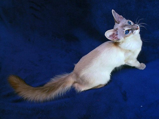 Выведенные породы кошек в Пскове | ЗооТом портал о животных