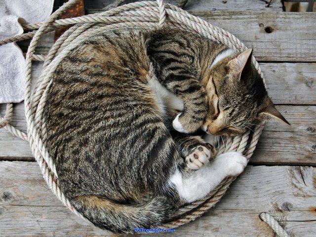 Все о кошках в Пскове | ЗооТом портал о животных