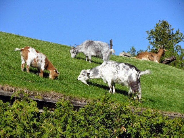 Все о козах в Пскове | ЗооТом портал о животных