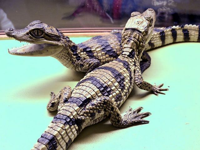 Все о крокодилах в Пскове | ЗооТом портал о животных