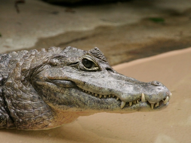 Все о крокодилах в Пскове | ЗооТом портал о животных