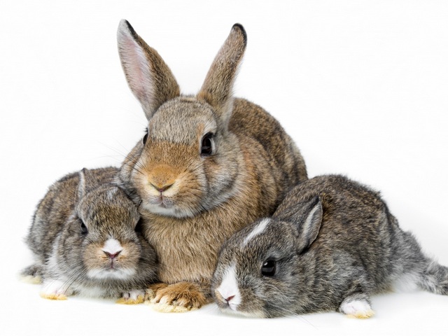 Все о кроликах в Пскове | ЗооТом портал о животных