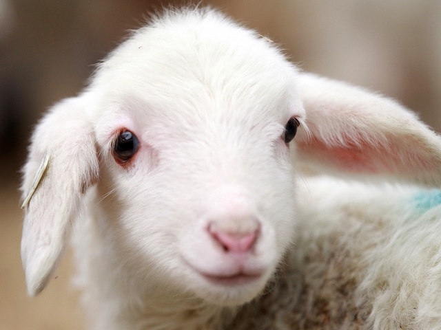Овцы и бараны в Пскове | ЗооТом портал о животных
