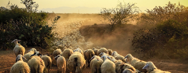 Все об овцах в Пскове | ЗооТом портал о животных