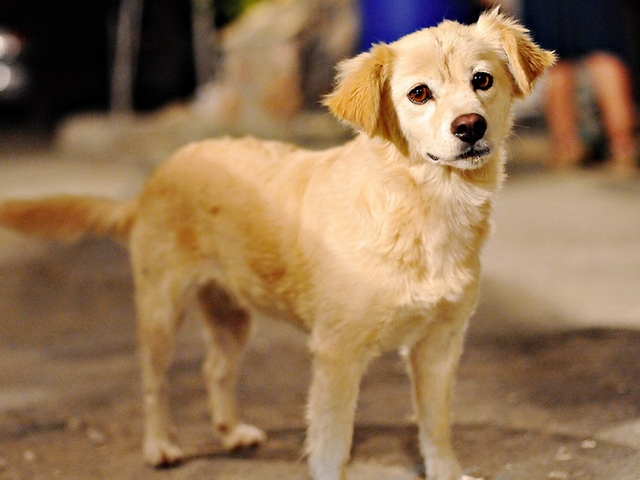 Породы собак в Пскове | ЗооТом портал о животных