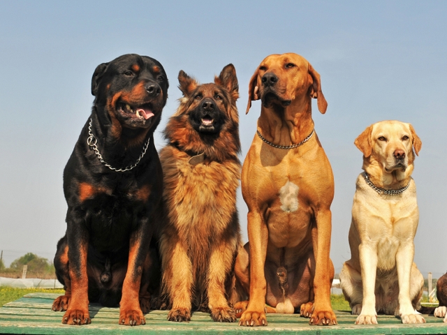 Крупные породы собак в Пскове | ЗооТом портал о животных