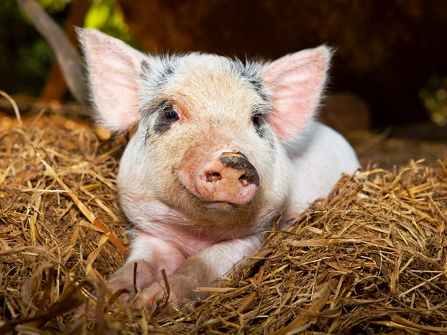 Все о свиньях в Пскове | ЗооТом портал о животных