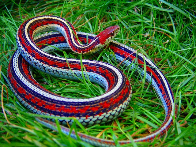 Все о змеях в Пскове | ЗооТом портал о животных