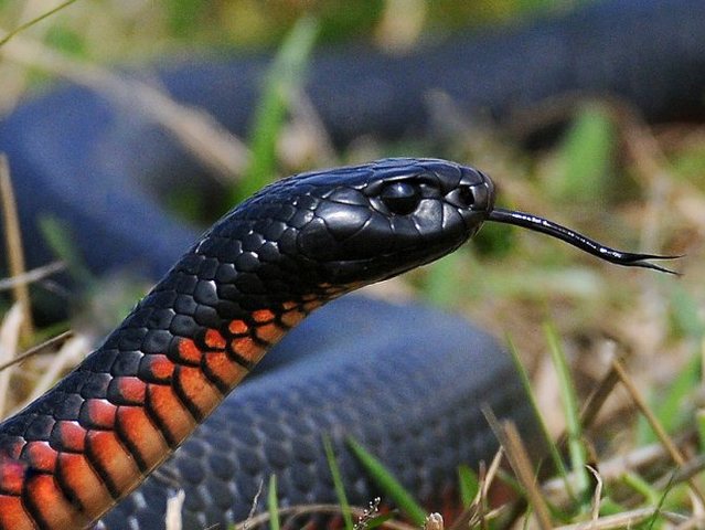 Все о змеях в Пскове | ЗооТом портал о животных